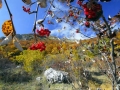 Pane selvatico (G. Serrecchia)